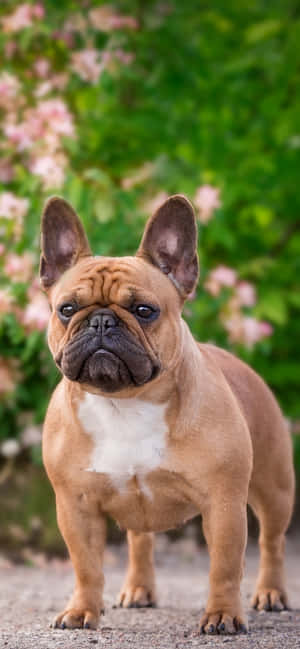 Franse Bulldog by die Park — Huawei nova 15 Muurpapier
