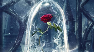Frosted Glass Koepel Roos Estetika — Roos-estetika Muurpapier