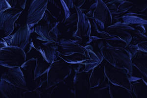 Gedroogde Blomblare Esteties Donkerblou HD — Esteties Donkerblou Muurpapier