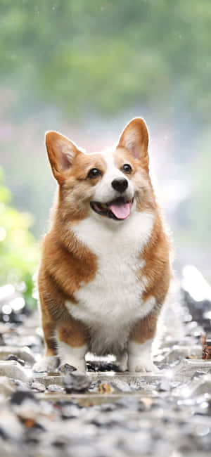 Corgi-agtergrond — iPhone 16 Muurpapier