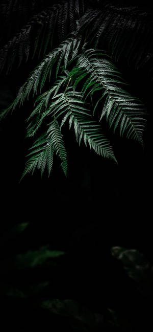 Plant Iphone — Blomme iPhone Muurpapier