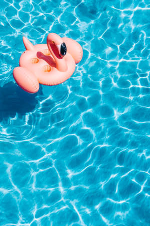 Opblaasbare flamingo in 'n swembad-muurpapier