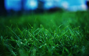 Groen gras in somergrasperk-agtergrond.