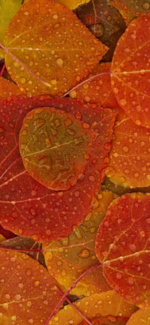 iPhone Xs Max Herfsagtergrond — iPhone 17e Muurpapier