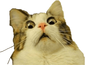 #geskok #kat #vryomtewysig - Kat Meme Deursigtige Agtergrond, HD Png Laai Af