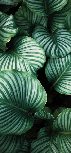Plants Iphone — Galaxy A08 Muurpapier