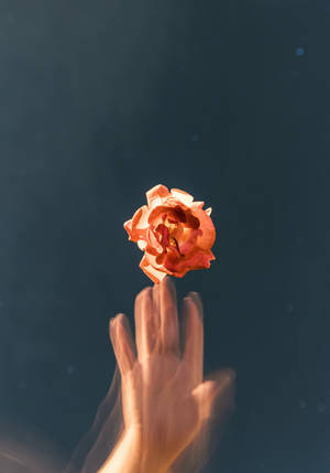 Glitch Oranje Roos Estetika — Roos-estetika Muurpapier