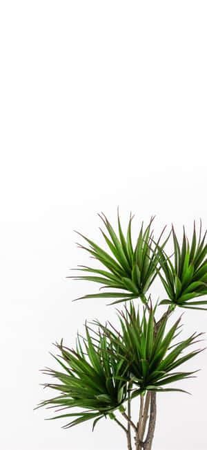 Groen Plant Estetika — Vivo X500 Pro Max Muurpapier