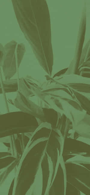 Groen Estetika agtergrond — iPhone 15 Pro Max Muurpapier