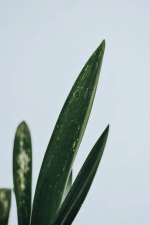 Groen Minimalistiese Agtergrond — Donker blom Muurpapier