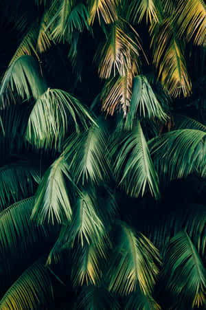 Groen Plant Estetiese — Plant Aesthetic Muurpapier