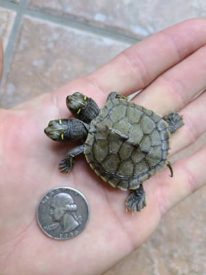 Grootte van Tweekopige Valskildpad — Koel skilpad Muurpapier