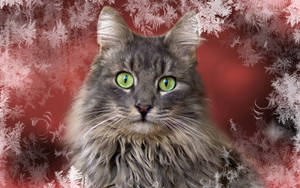 Grys kat met donsige pels en oulike snoet in 'n wintermuur met sneeuvlokkies. Diere tydens Kersfees.