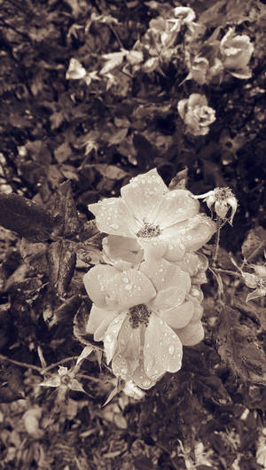 Grysblomme Floral Iphone — Blom Muurpapier