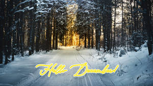Hallo Desember Winterbos muurpapier — Dagbreek Muurpapier