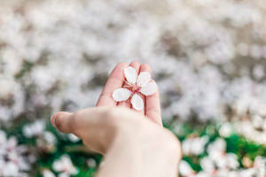 Hand wat 'n gevalle wit lentebloem vashou muurpapier