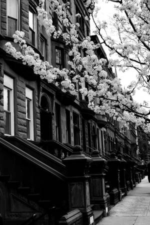 Harlem Wyk New York Swart En Wit — Xiaomi Pad 8 Pro Muurpapier