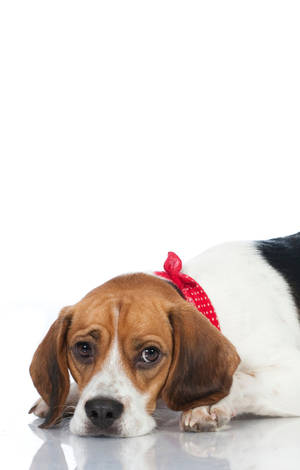 Hartseer Beagle Hond — Galaxy Tab S9 FE Muurpapier