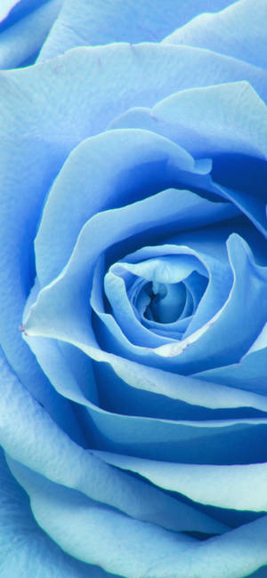 Zoomblom — Galaxy A18 Muurpapier