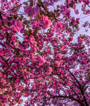 Helderpienk Kersiebloeisel Blomme agtergrond — Galaxy Z Vou 6 Muurpapier