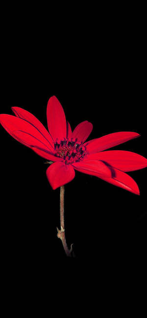 Helderrooi Dahlia Blom Apple — iPhone 17 Muurpapier