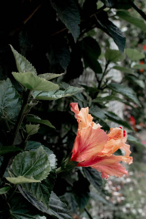 Hibiskusblom Plant Estetika — Plant Aesthetic Muurpapier