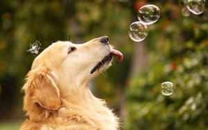 Oulike Golden Retriever hond wat met borrels in die tuin speel agtergrond