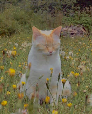 Aesthetic Kat prente — Estetiese kat Muurpapier
