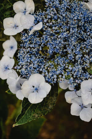 Hortensia Serrata Blou Blomme Foon — Huawei MatePad 11.5 (2025) Muurpapier