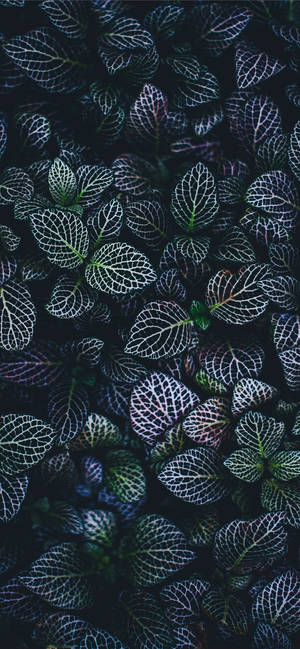 Plants iPhone — Blomme iPhone Muurpapier