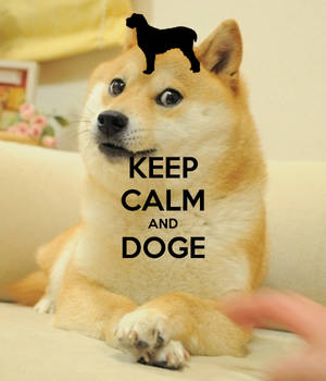 Hou Kalm En Doge Meme Agtergrond — Motorola Razr 70 Ultra Muurpapier