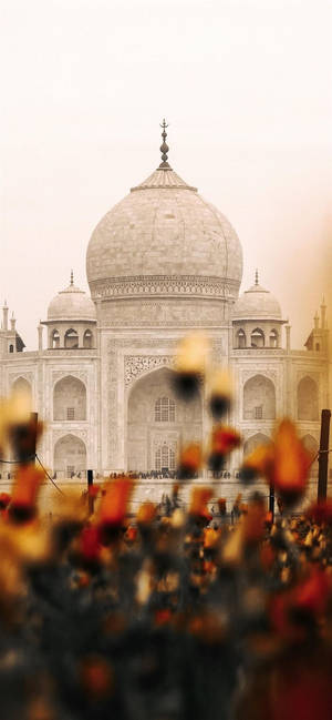 Indiese Estetiese Taj Mahal Blomme — iPhone 12 mini Muurpapier