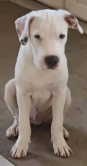 Dogo Argentino Prente — Pixel Fold Muurpapier