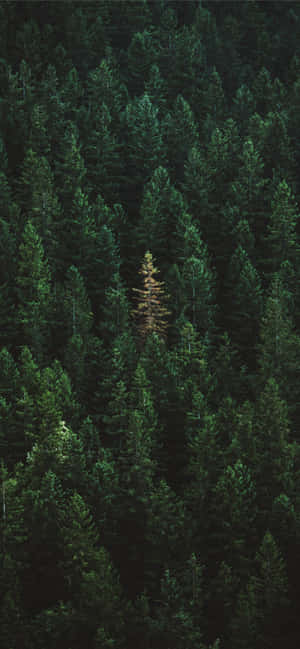 Iphone 11 Groen — iPhone 12 Muurpapier