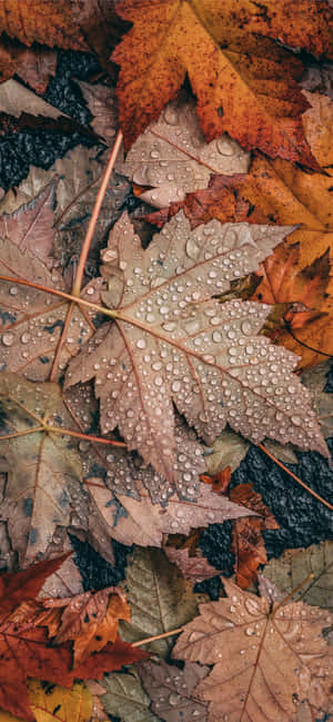 iPhone Herfs Estetiese Grys Esdoringblaar — Motorola Edge 70 Plus Muurpapier