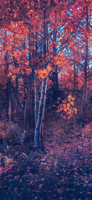 Iphone Herfs Estetiese Oranje Boom Bos — Tecno Spark 40 Pro Muurpapier