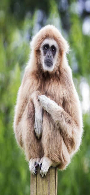 Iphone X Gibbon Agtergrond — iPhone Se Muurpapier