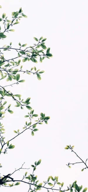 Iphone X Minimale Agtergrond — iPhone 15 Muurpapier