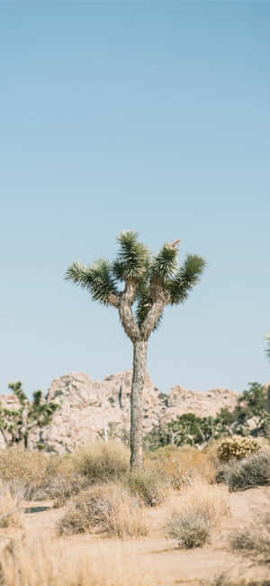 Joshua Boom Prente — iPhone 13 Pro Max Muurpapier