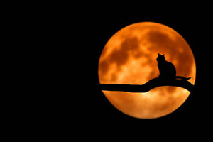 Volmaan Kat Silhouet — Estetiese maan Muurpapier