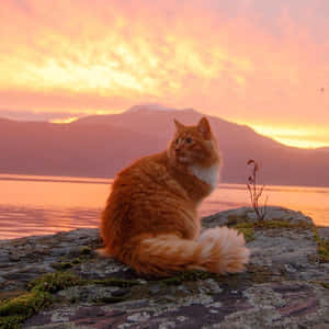Estetiese Kat prente — Oulike Kat Muurpapier