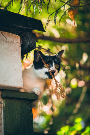 Kawaii Kat Sit Op Ledge — Kawaii kat GIF Muurpapier