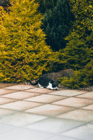 Kawaii Kat wat naby Bosse Slaap — Kawaii kat GIF Muurpapier