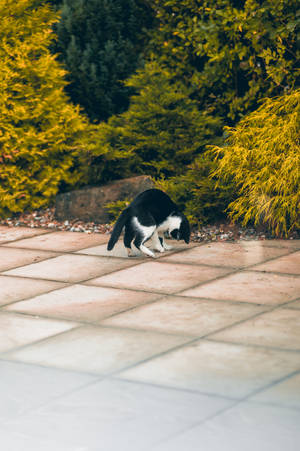 Kawaii Swart en Wit Kat wat Speel — Kawaii kat GIF Muurpapier