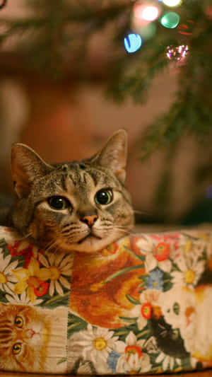 Kersfees Kat Prente — Kersboom Muurpapier