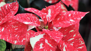 Jingle Bells Kersfeesster agtergrond — iMac Muurpapier