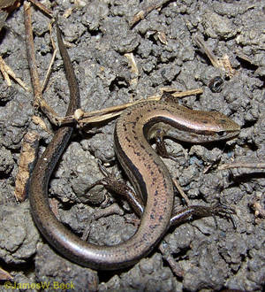 Klein Bruin Grondskink Alabama — Honor Magic V Muurpapier