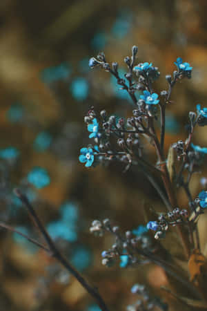Klein Knoppe Blou Blomme Foon — Blomme iPhone Muurpapier