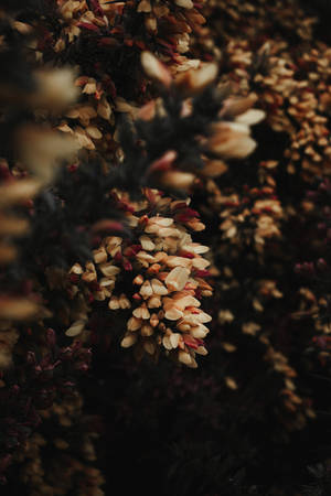Klein Wit Blomme Floral Iphone — Blom Muurpapier