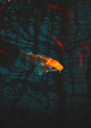 Koi-vis in die Akwarium muurpapier — OnePlus Pad Muurpapier